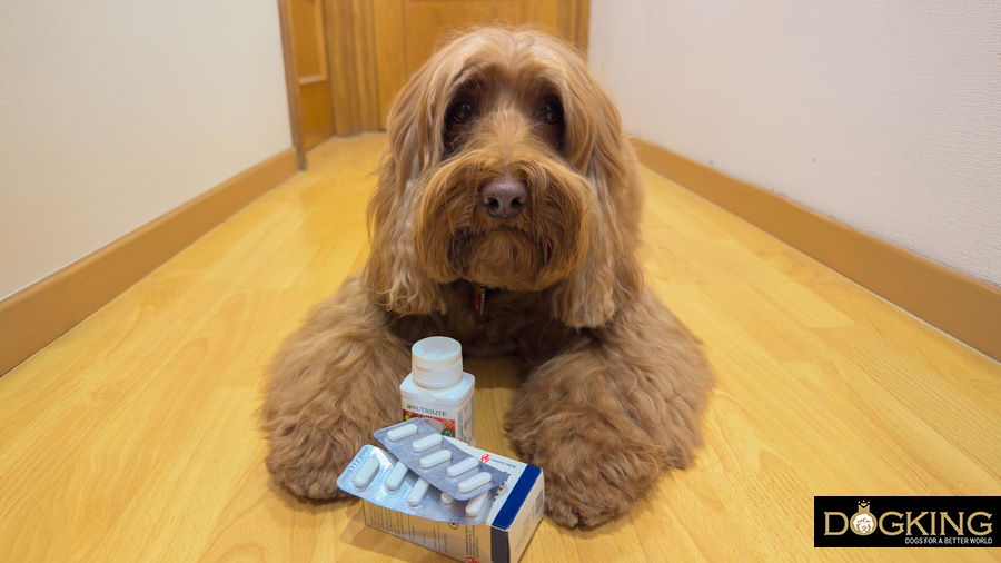 Image showcasing DOGKING